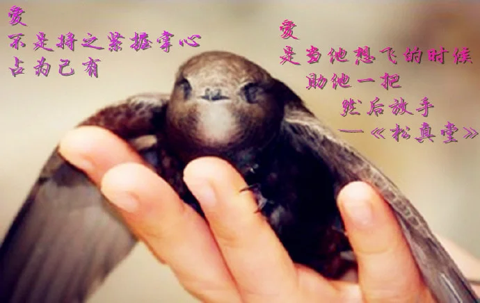 燕子離巢後採摘的燕窩
